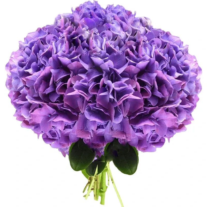 Гортензии сиреневые